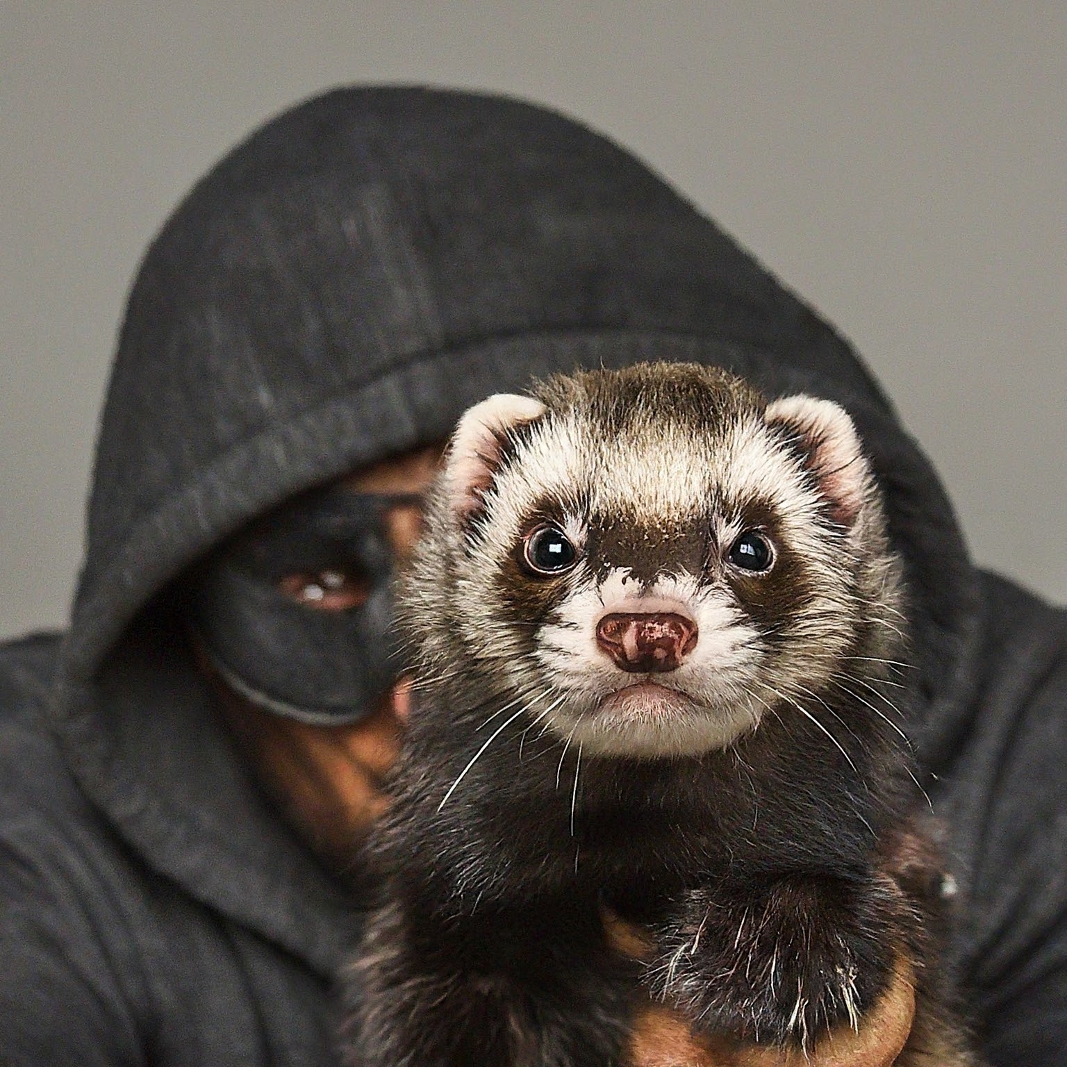 Gemini Generated Firewall Ferret